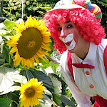 Ein Clown neben Sonnenblumen